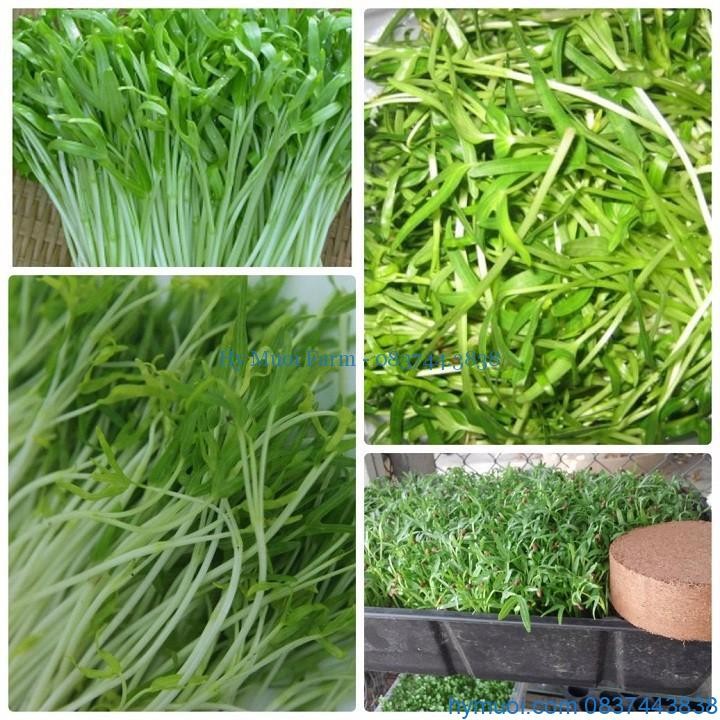 Hạt Giống Mầm Rau Muống - 50 gr