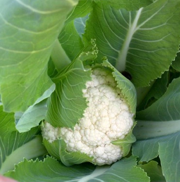 "Gói 0.2Gram "Hạt giống Súp lơ trắng [Seeds]
