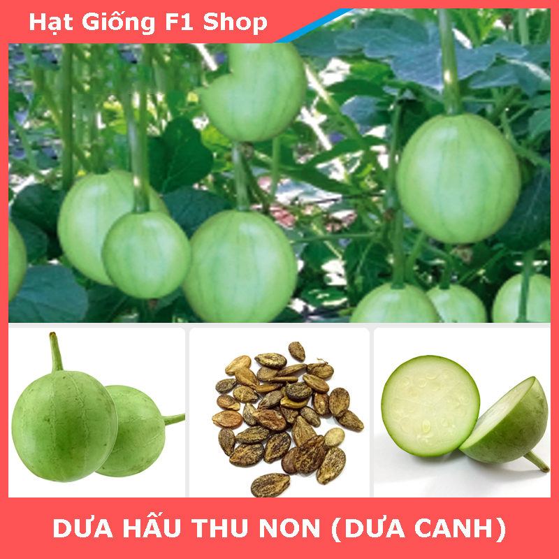 Hạt Giống Dưa Hấu Thu Non (Dưa Canh) Sai Trái