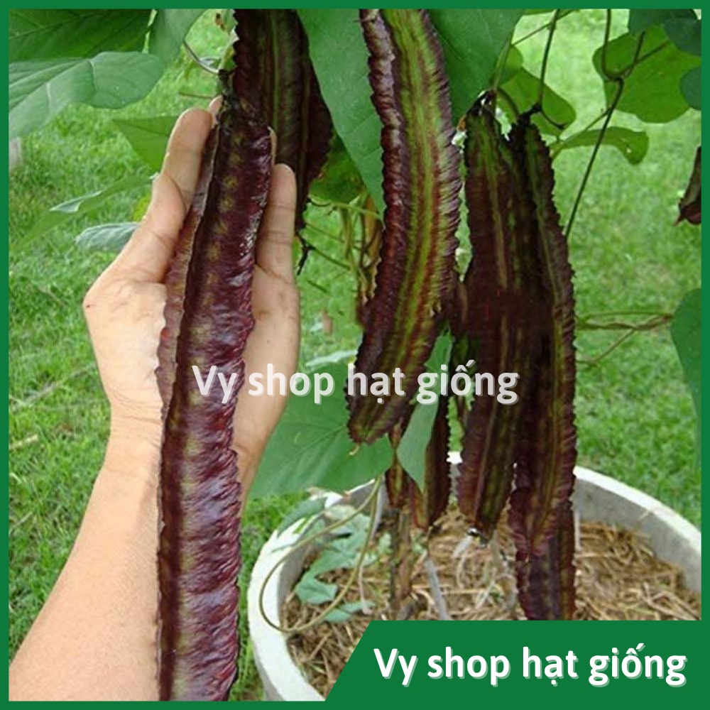 Hạt giống đậu rồng tím (đậu khế) Thái Lan gói 10 hạt
