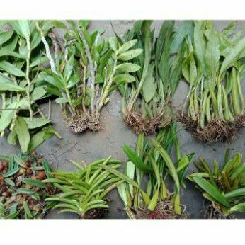 Combo 13 loại lan rừng