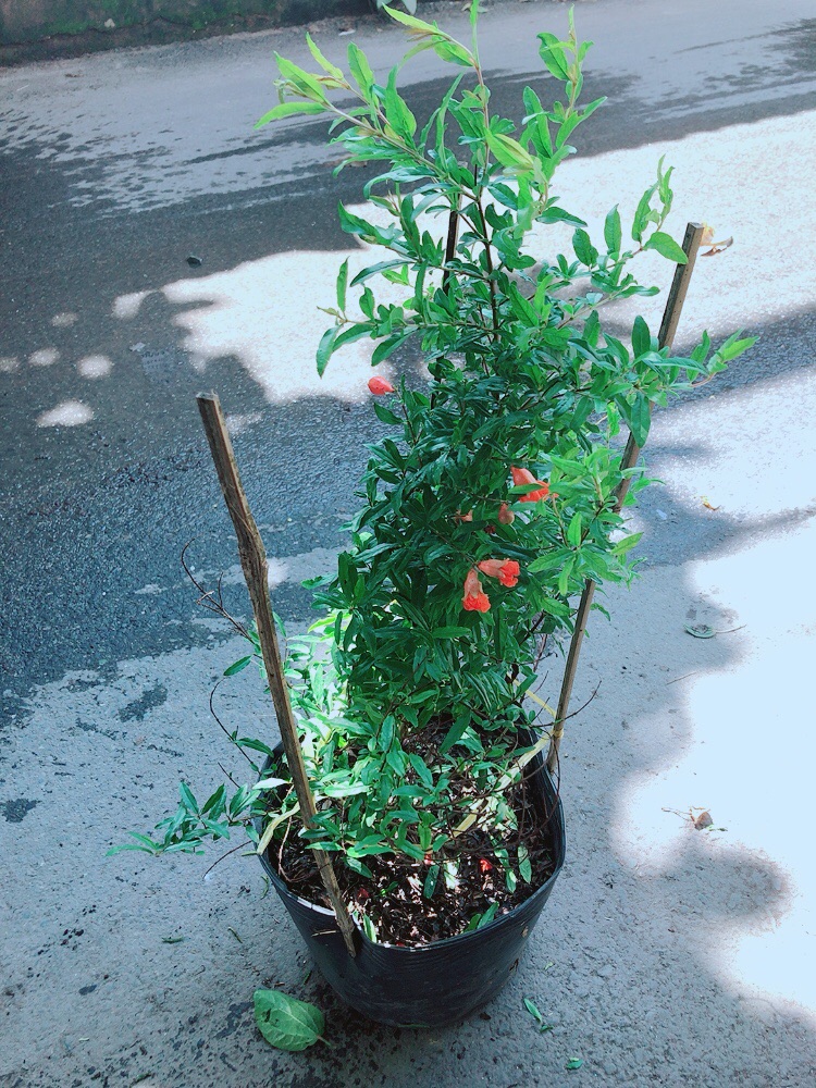Cây Lựu Cho Nhiều Quả