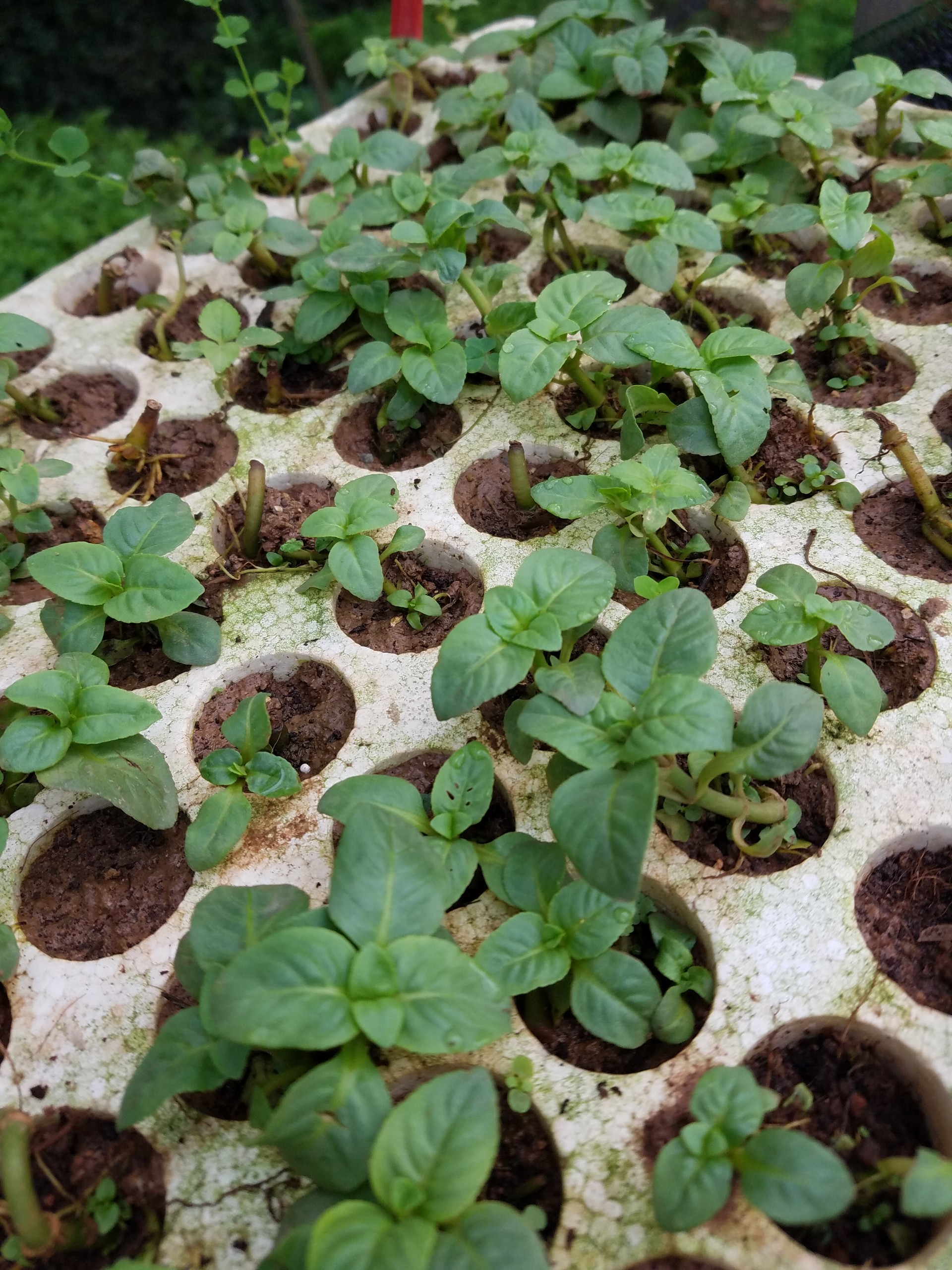 com bo 3 Cây giố ng quế vị - Gửi cây y hình.