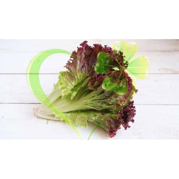 Hạt giống xà lách tím - Gói 2g