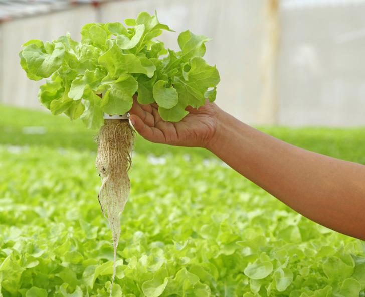 Dung dịch thủy canh Hydroponic 100ml
