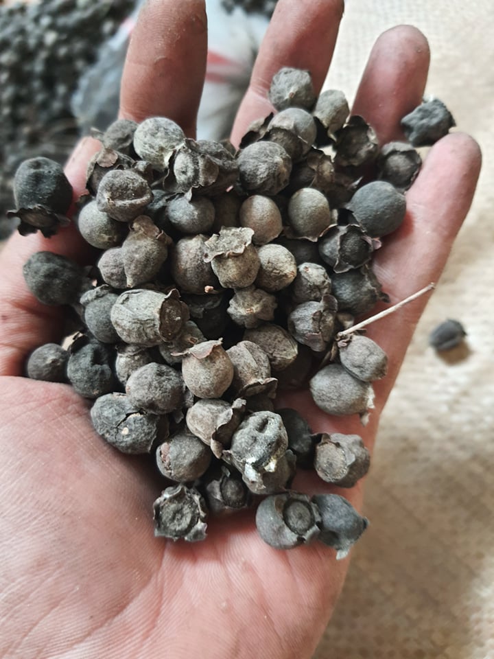 sim chín khô 1kg