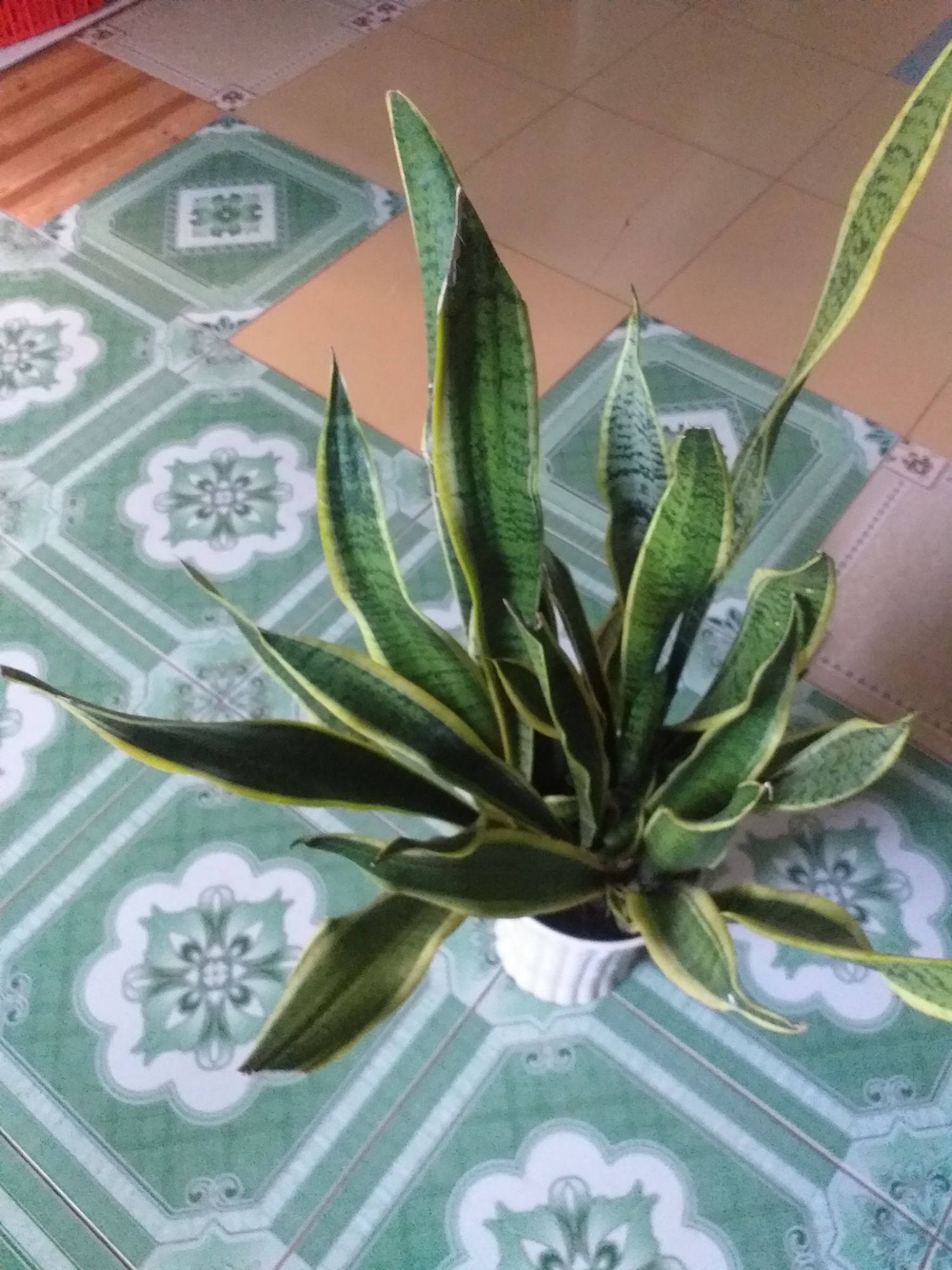 cây lưỡi hổ lá dài