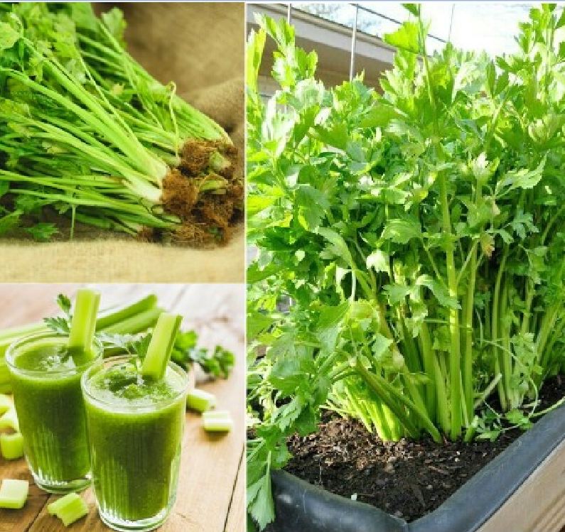 Combo 2 gói rau cần tây ( 1 gói cần tây đỏ + 1 gói cần tây xanh )
