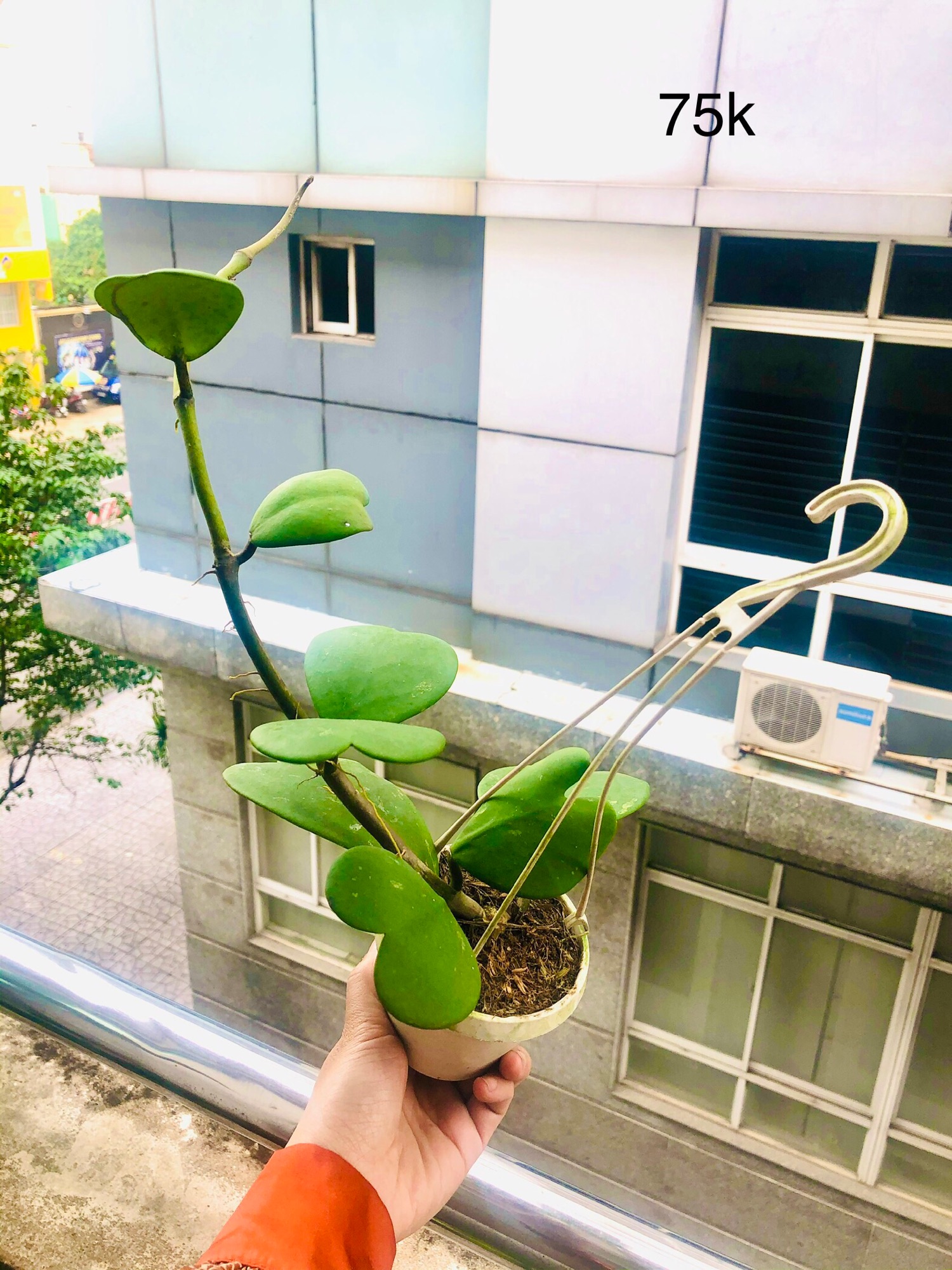 Chậu lan cẩm cù trái tim
