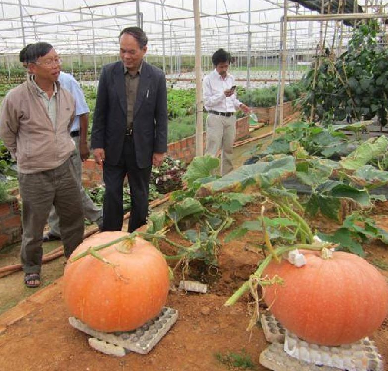 " Gói 5 "Hạt giống bí ngô khổng lồ ( bí đỏ khổng lồ ) [Seeds]