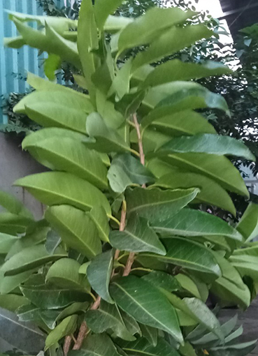 LÁ VỐI -TRÀ LÁ VỐI TƯƠI