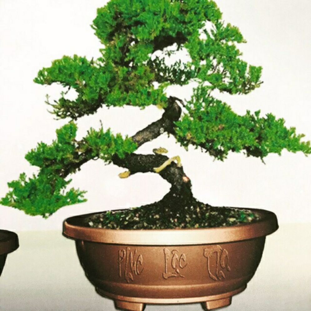 chậu nhựa bonsai oval đk 36cm