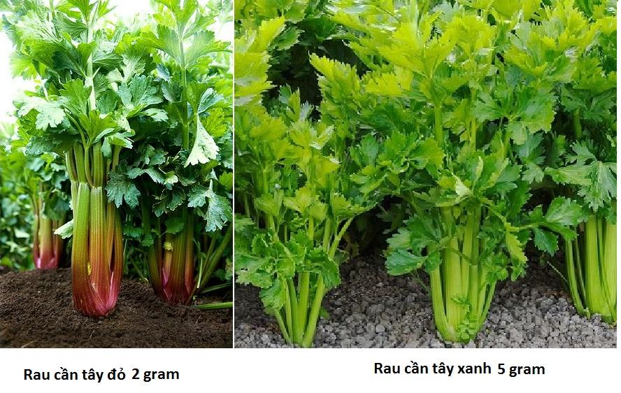 Combo 2 gói hạt giống rau cần tây đỏ