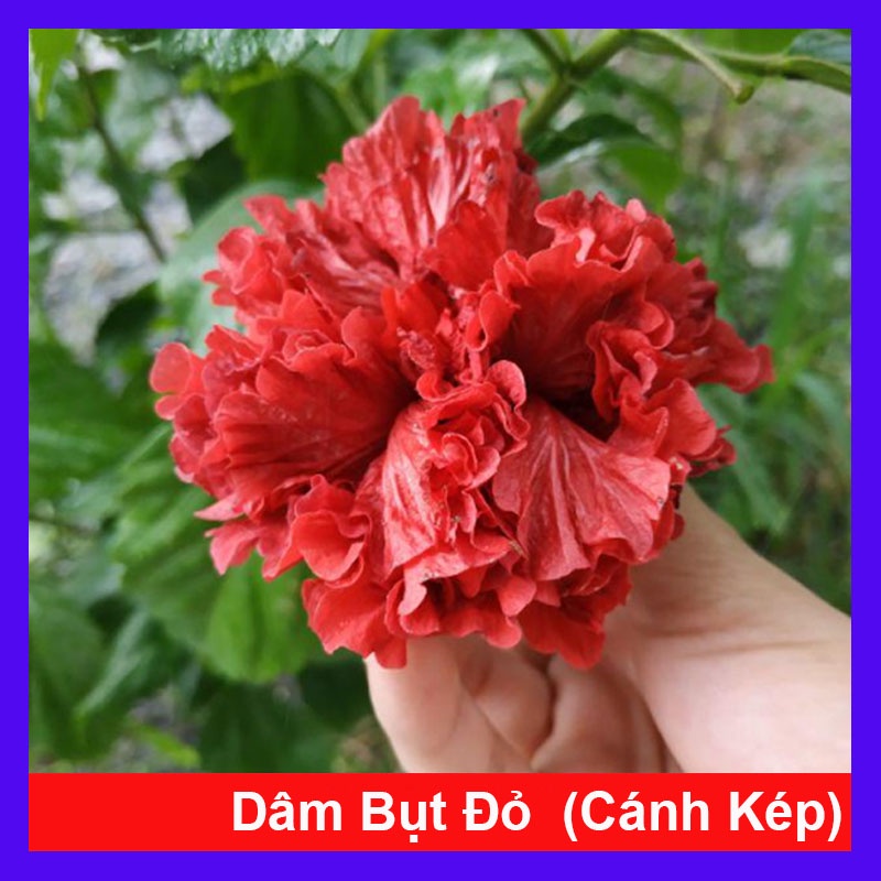 Cây Hoa Dâm Bụt cánh kép - cây cảnh trong nhà