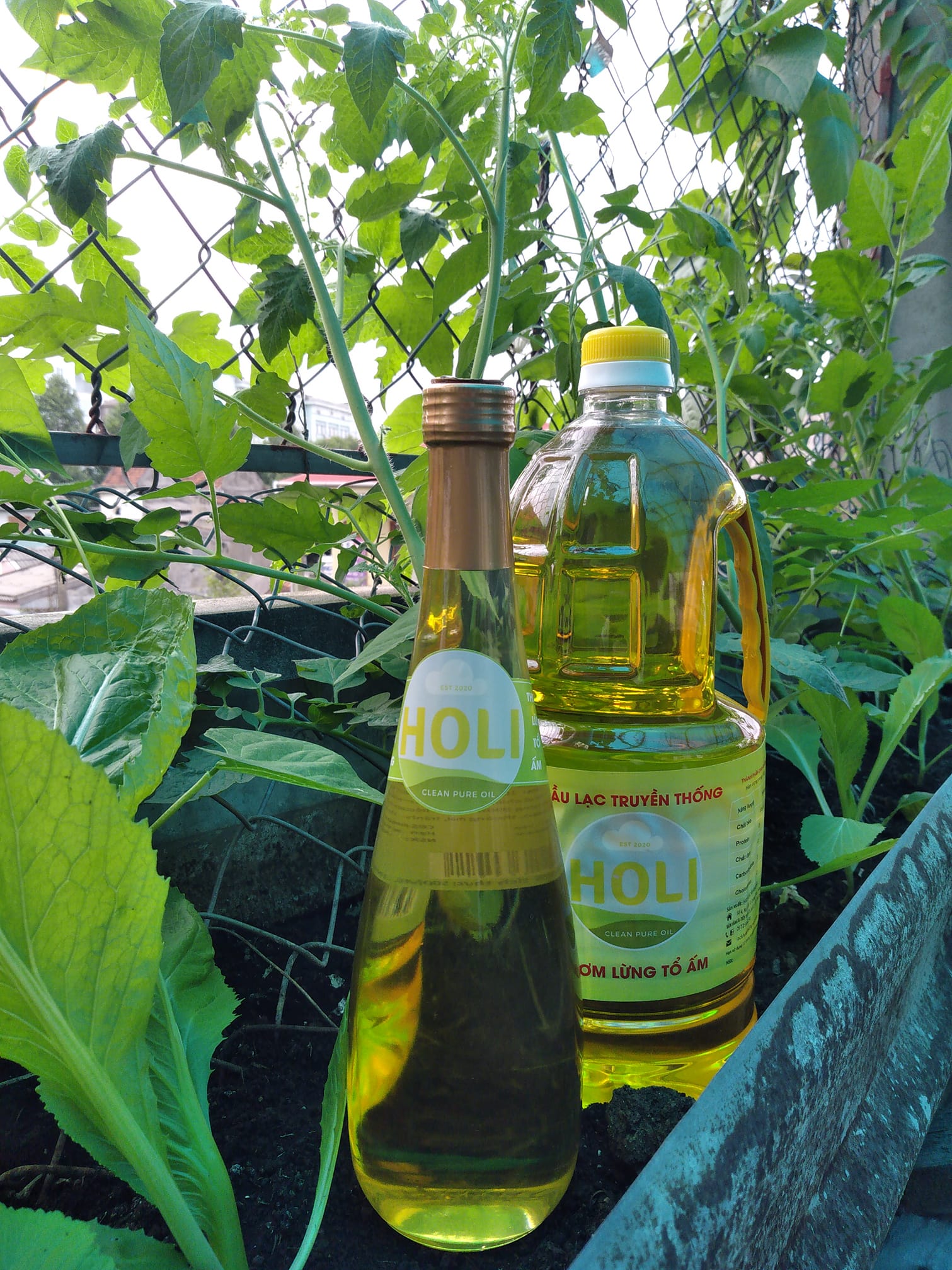 Dầu lạc nguyên chất ép lạnh Holi 500ml