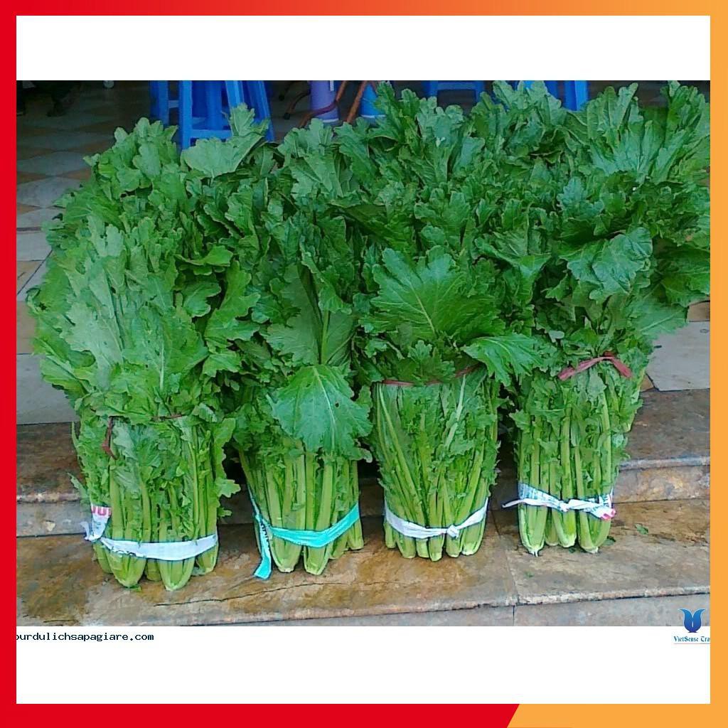 Combo 9 gói hạt giống rau cải ăn mầm