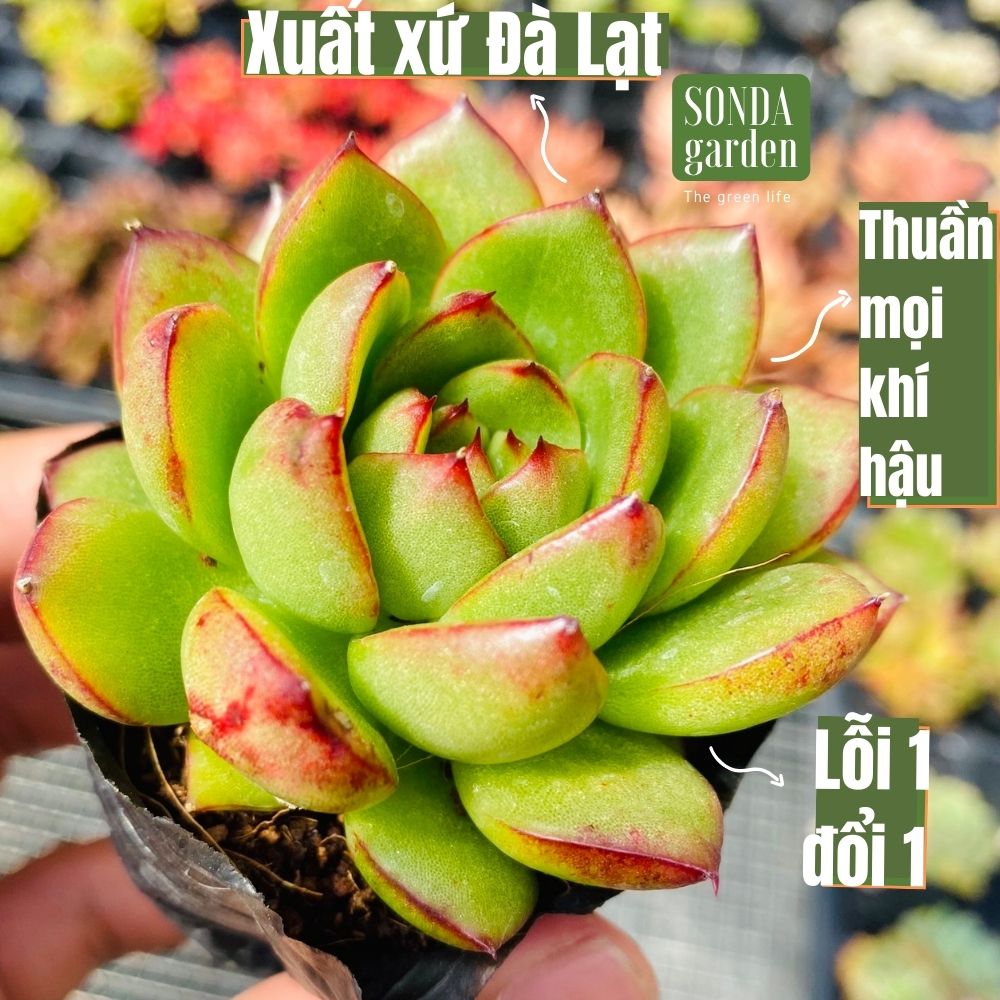 SEN ĐÁ VIỀN LỬA SIZE BÉ SIÊU KHỎE ĐẸP LỖI 1 ĐỔI 1