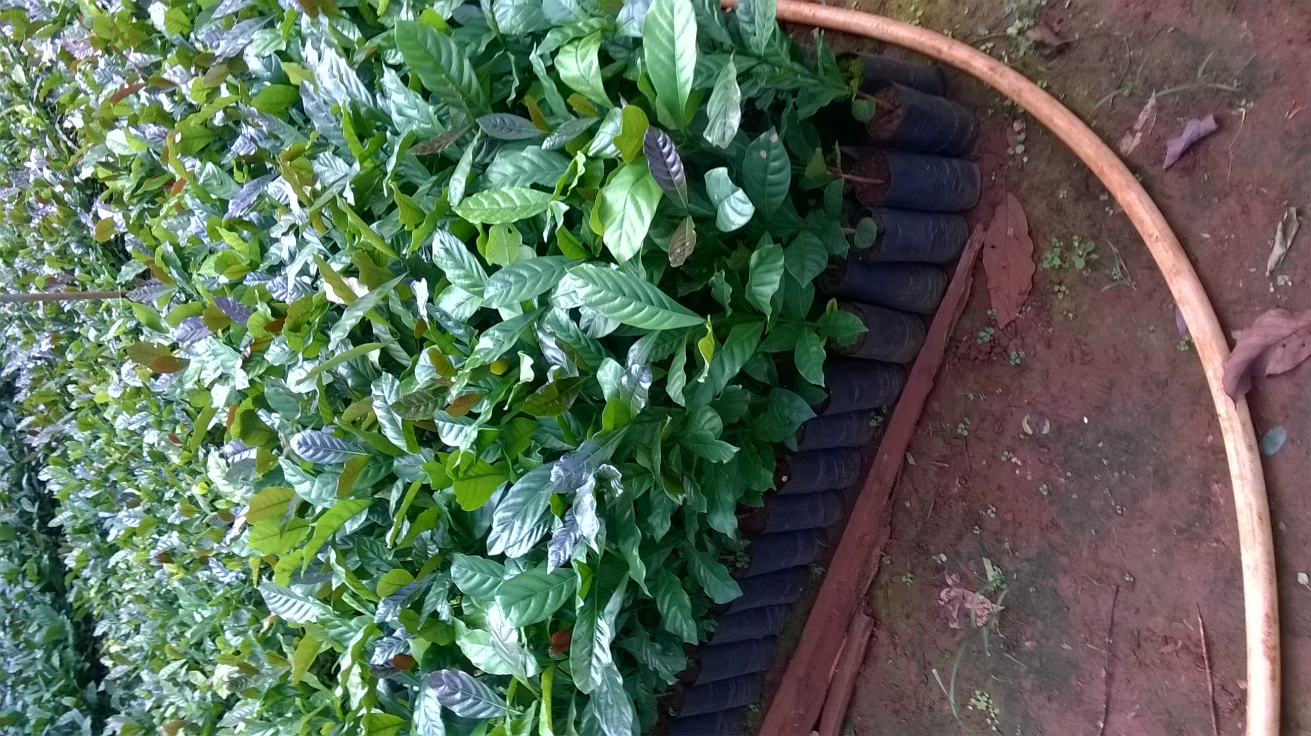 CÂY GIỐNG CÀ PHÊ TR9 ( CÂY GHÉP CHO TRÁI SỚM,siêu trái ).
