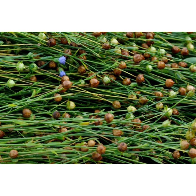 Hạt Lanh DK Harvest 500g - Không Bụi | Dưỡng Da, Khỏe Tóc, Giàu Dinh Dưỡng