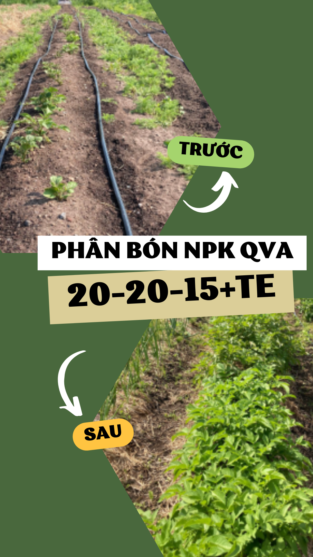 Phân bón NPK QVA 20-20-15+TE (500g-3kg)