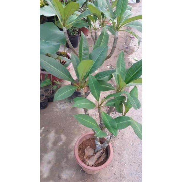 cây giống HOA SỨ ĐẠI TRẮNG ( hoa Chăm Pa)
