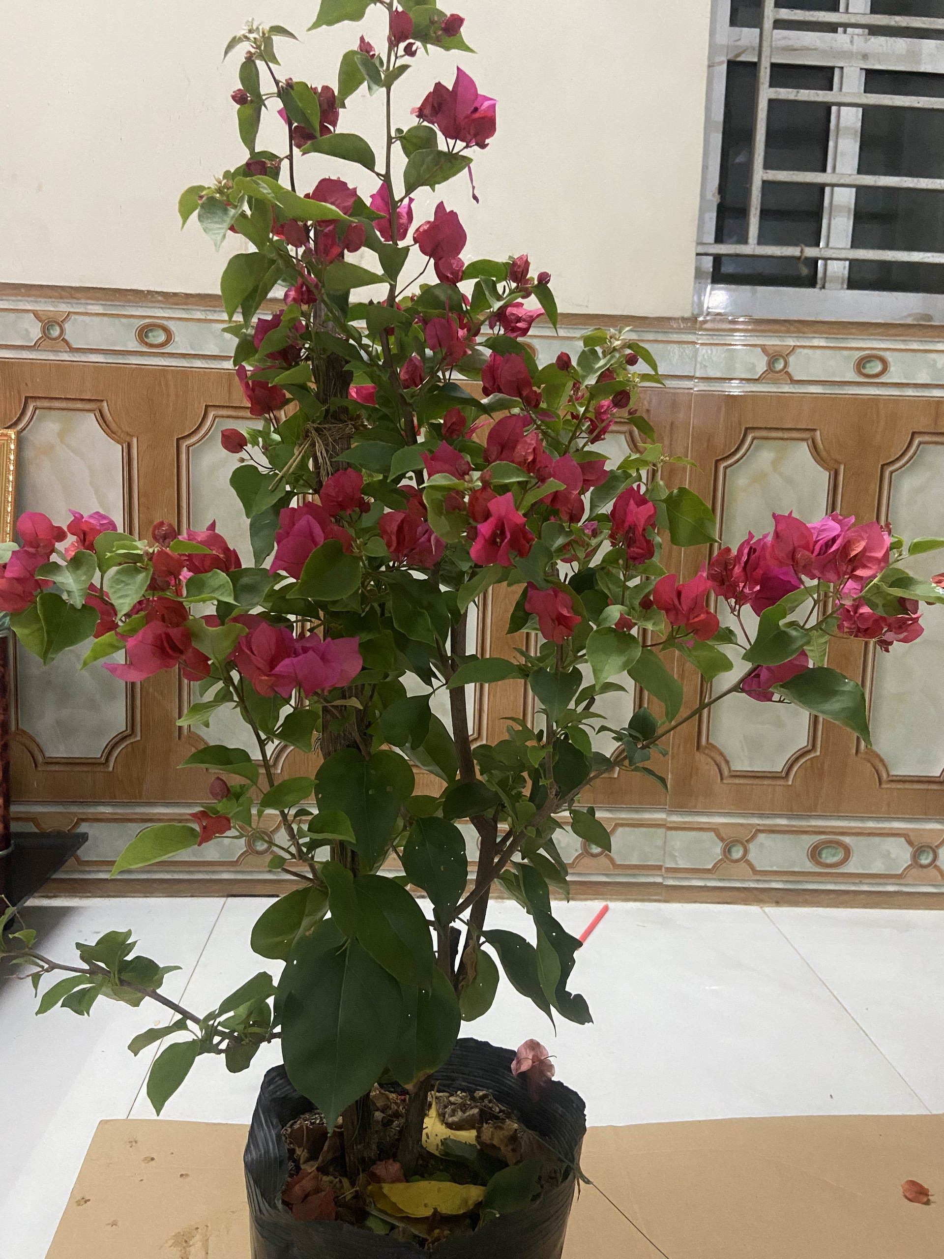 2 CÂY HOA GIẤY SẴN MĂT HOA NHƯ HÌNH ( CÓ 6 MÀU KHÁCH DƯƠC CHON MÀU)