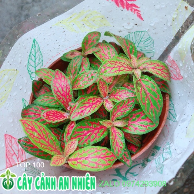 Cẩm nhung vàng đỏ