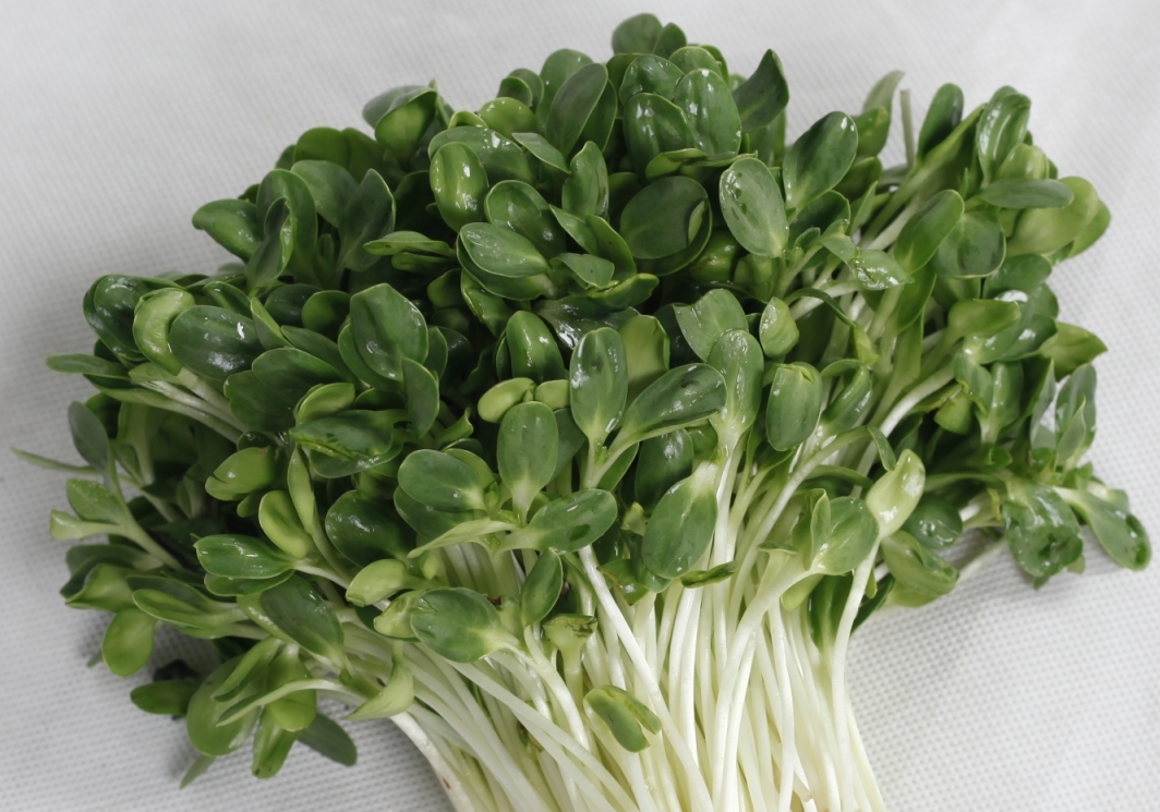 Hạt Giống Rau Mầm Hướng Dương