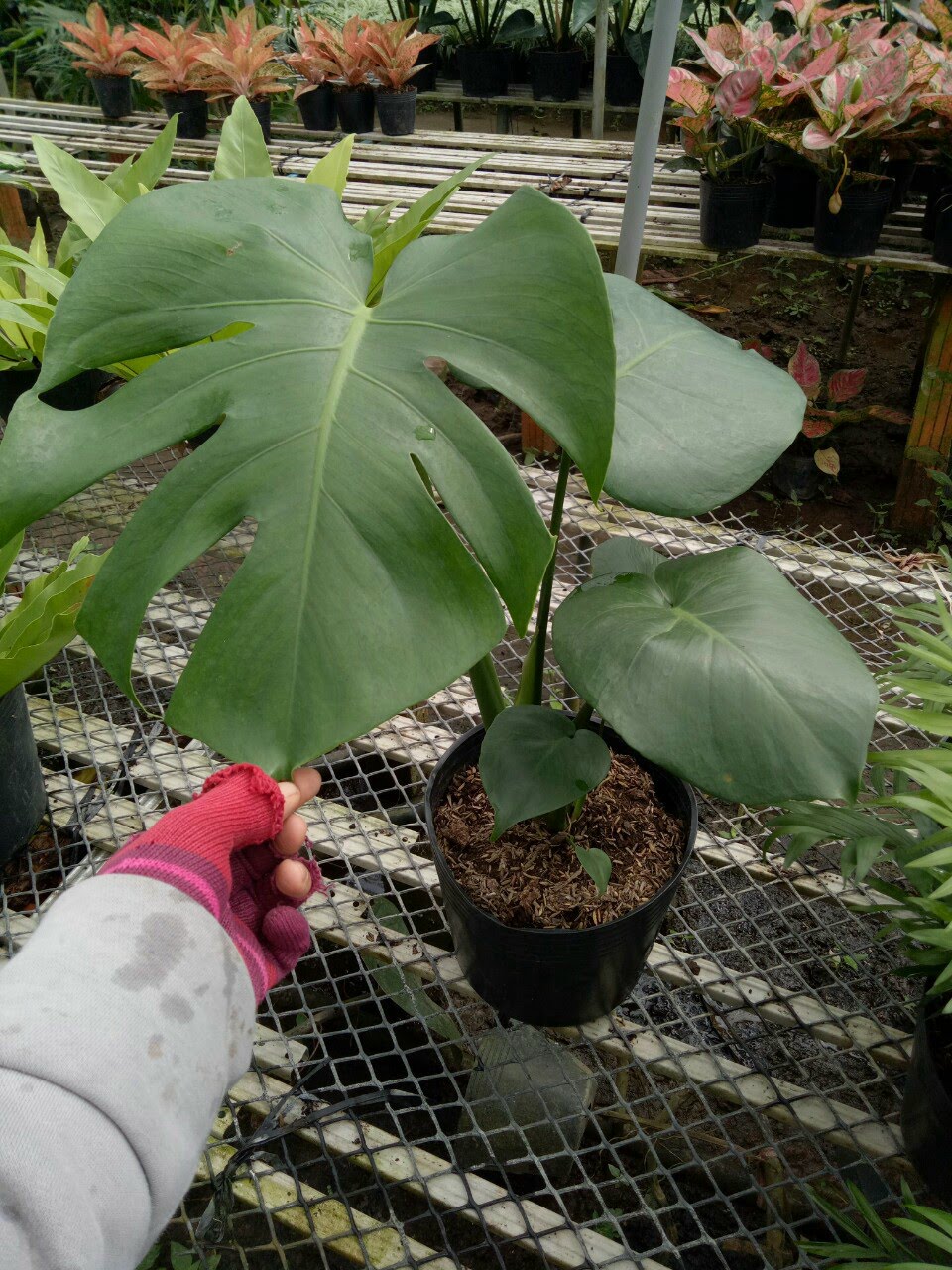 Trầu bà lá xẻ Monstera Deliciosa