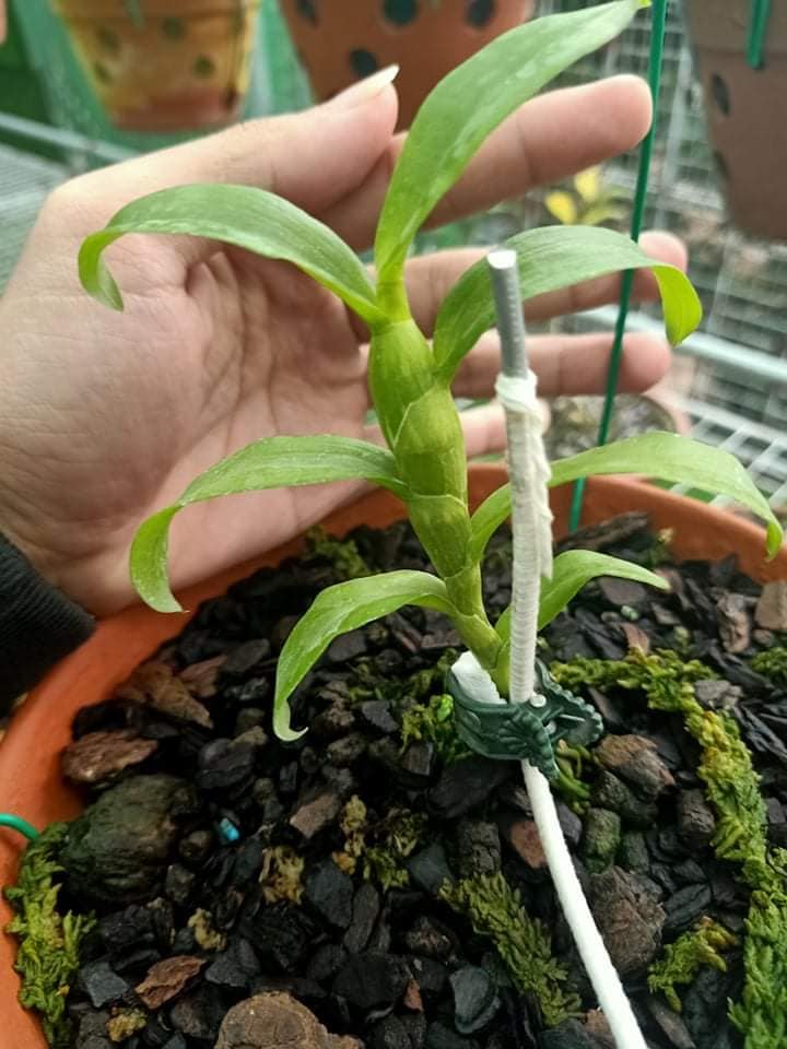 Lan Phi Điệp 🍀FREESHIP🍀 5 Cánh Trắng Phú Thọ [ Ươm Kie ]
