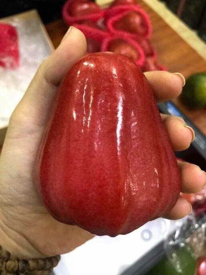 Cây giống roi đỏ an phước
