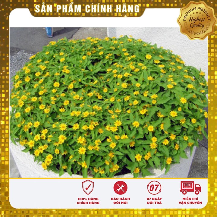50H - Hạt Giống Hoa Cúc Mặt Trời