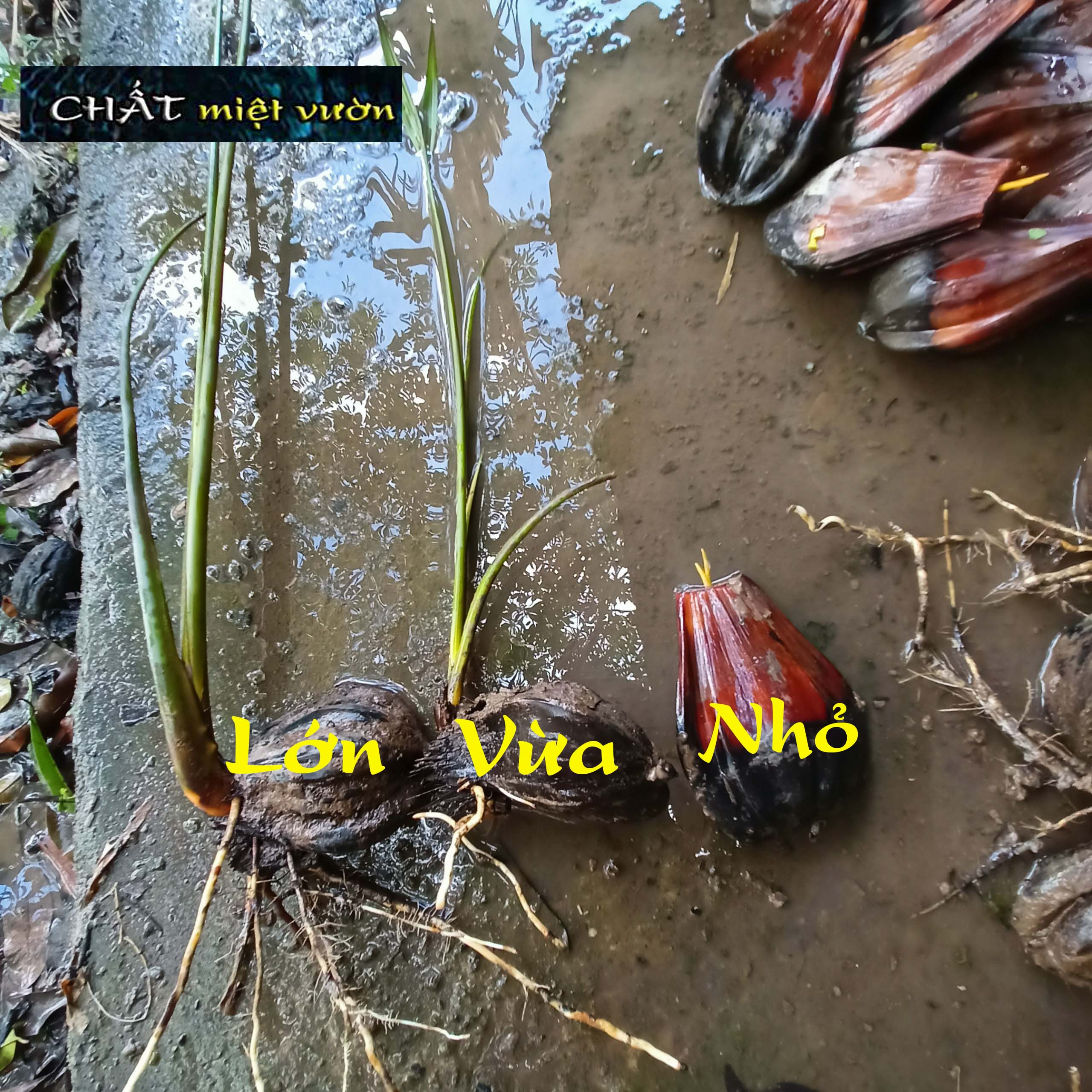 Cây dừa nước giống siêu quả - cây nhỏ