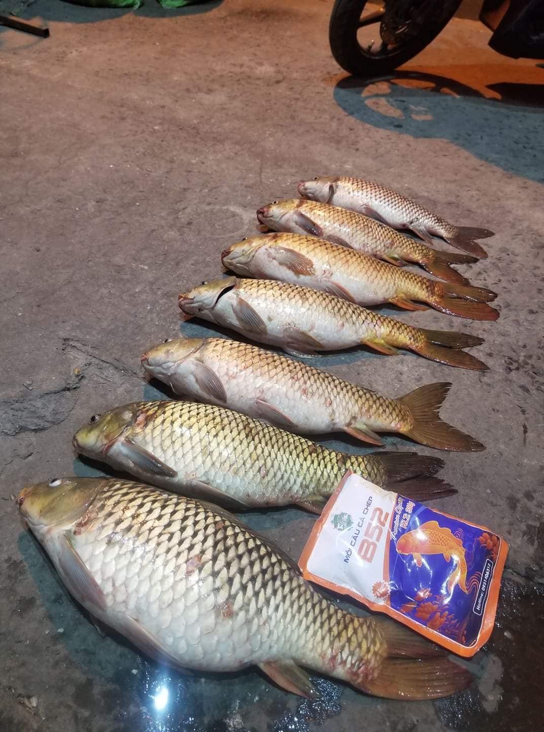Combo Câu Chép Nhạy Cá