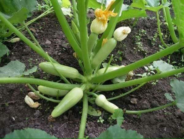 [Lấy mã giảm thêm 30%] Gói Hạt Giống Bí Zucchini (Bí Ngòi Xanh)