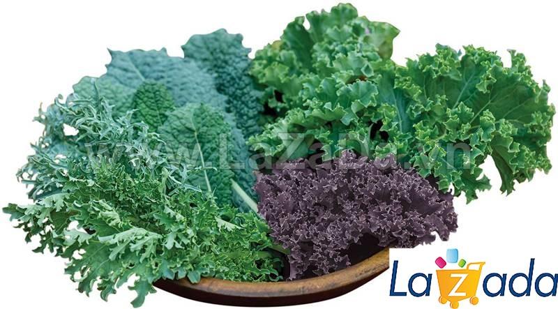 5GR 1000.HẠT Hạt Giống Cải Xoăn Kale Crazy Mix (| B19*W55)