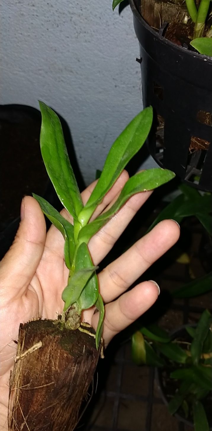 LAN HOA HỒNG CÂY GIỐNG