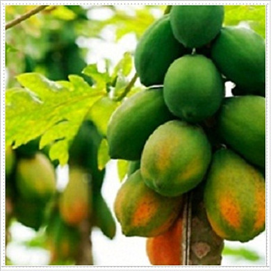 CÂY GIỐNG ĐU ĐỦ RUỘT ĐỎ LÙN CAO SẢN THÁI LAN, SIÊU QỦA, SIÊU NGON