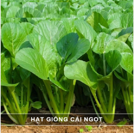 50gr hạt giống rau cải ngọt cọng xanh - cải ngọt xanh