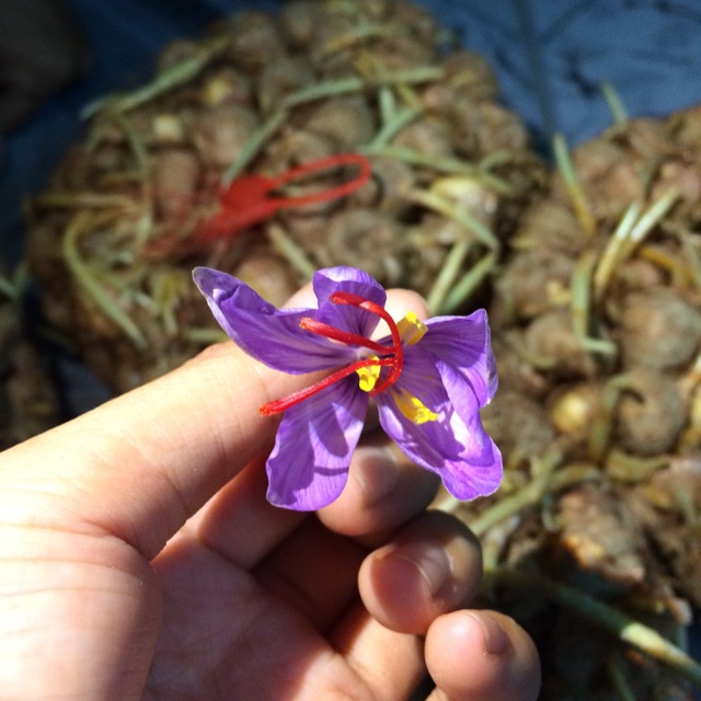 Củ giống nhuỵ hoa nghệ Tây saffron