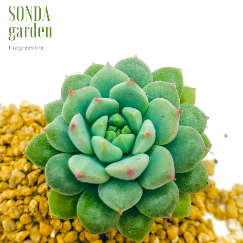SEN ĐÁ DÙ XANH SIZE MINI SIÊU KHỎE ĐẸP LỖI 1 ĐỔI 1