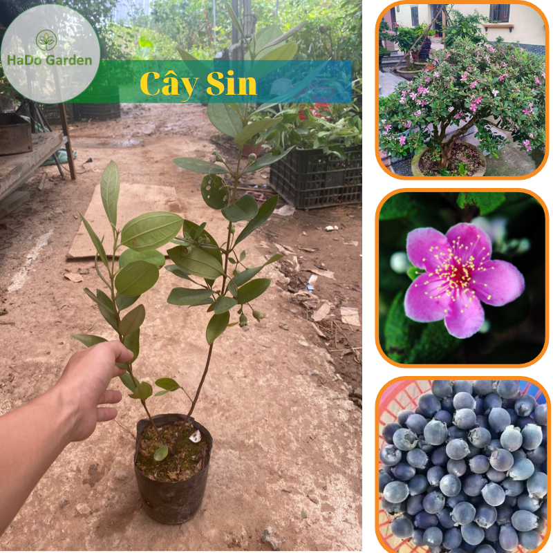 Cây giống Sim tím chất lượng cao , hoa nở quanh năm