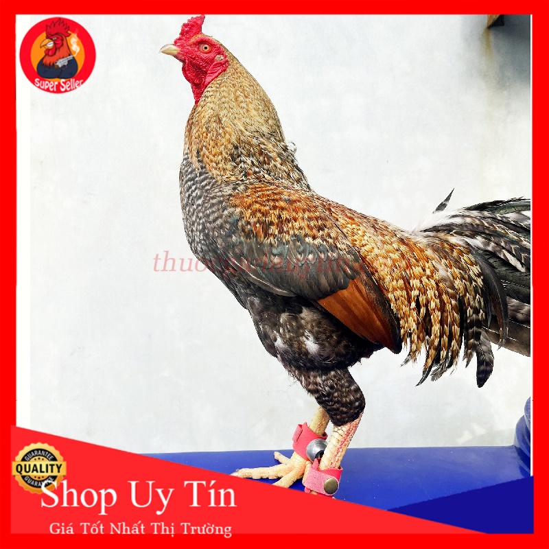 Tạ Chì Đeo Chân Gà Tre-Săn Cơ Giảm Mỡ