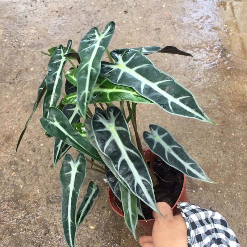Cây Môn Quan Âm (Cây Môn Tím) Để Bàn [Sản Phẩm Như Hình]