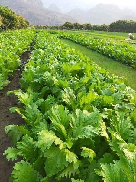 Hạt giống rau cải mèo 10gr