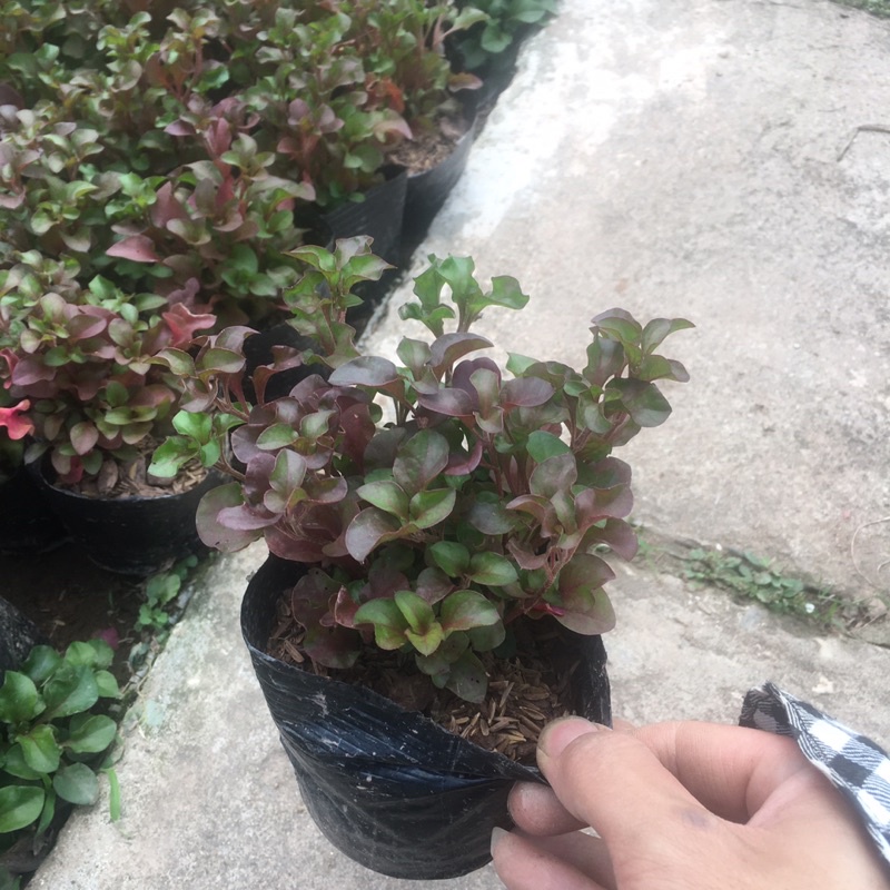 Cây Diệu Đỏ (Điệu Kỷ Đỏ) 