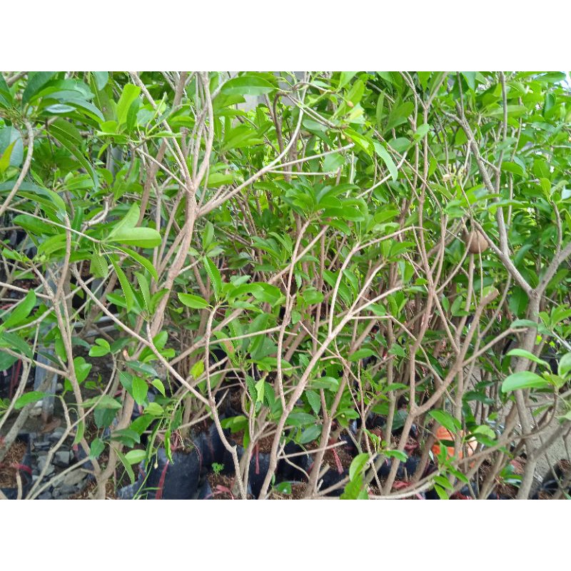 Sapoche mêxico ( Hồng xiêm )