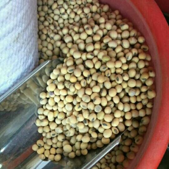 1kg đỗ tương quê nảy mầm tốt