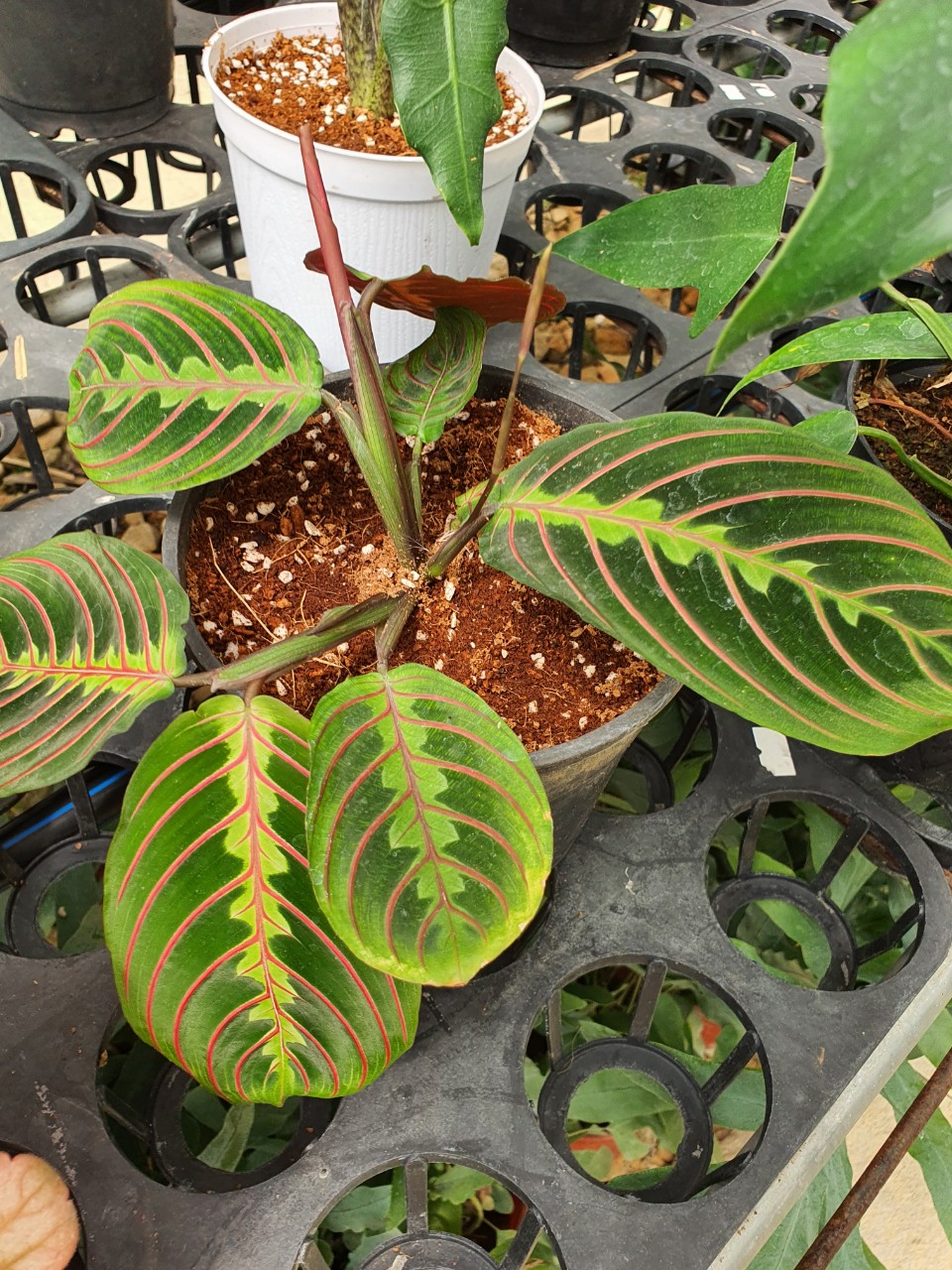 Công xương cá_ Calathea prayer.