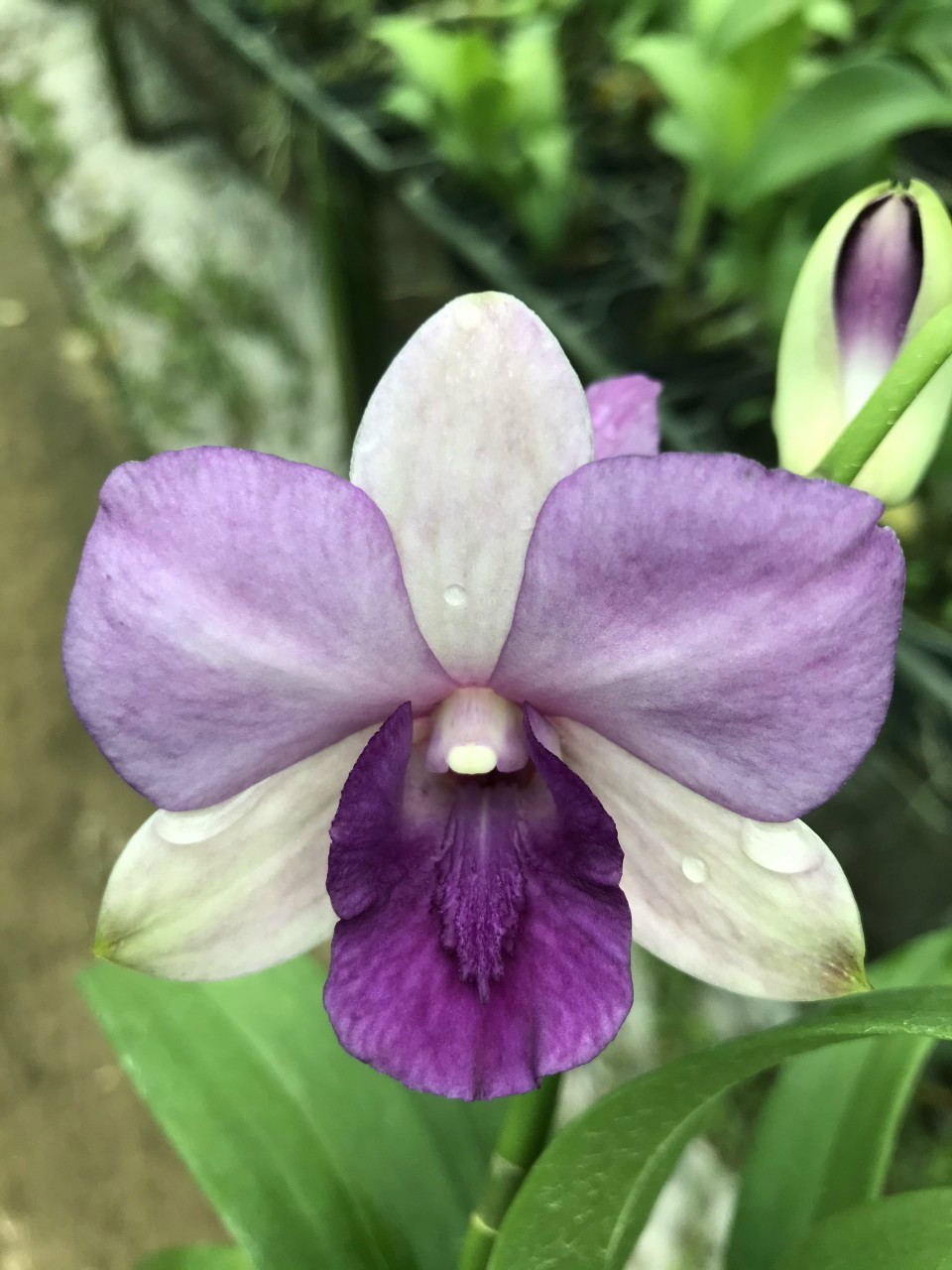 Den lai Hồ Điệp hoa màu tím
